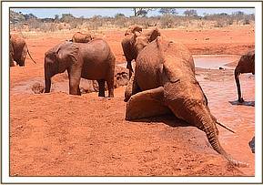Lempaute playing on the banks of the waterhole