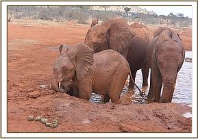 Lempuate and Ndii trying to get Bada