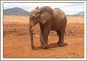 Laikipia soil dusting