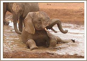 Laikipia