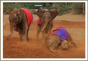 Playing baby elephants