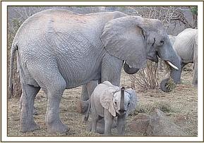 Mulika and Mwende