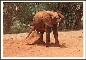 Arruba scratching