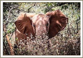 Sagala browsing in the forest