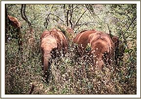 Ambo and Emoli after their tussle over a branch