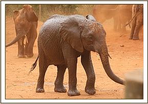 Arruba after a mudbath at the stockade