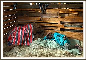 Sunyei in her stable with Dismas