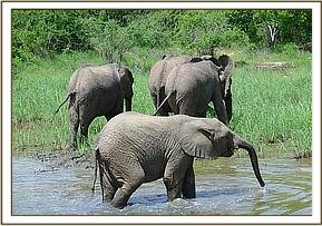 Napasha in the water