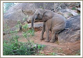 Lualeni scratching her back