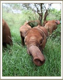 Orwa sniffing