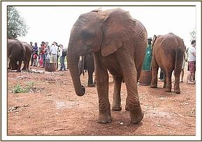 Orwa with the rest in the mud bath