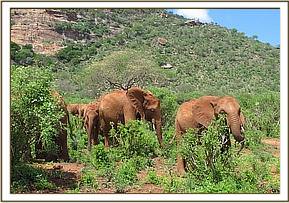 The orphans browsing on Msinga Hill