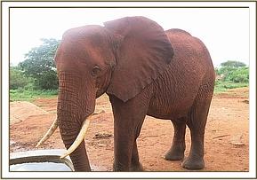 Laikipia at the stockade