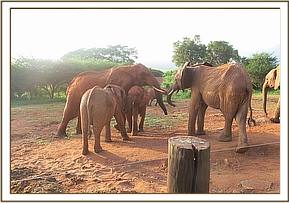 Thoma stops Sinya playing with Eve