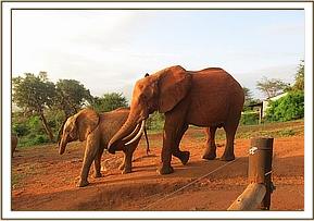 Tsavo tries to play with Kivuko