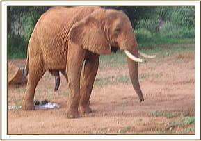 Laikipia at the stockade