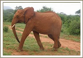 Lesanju marching to the water hole