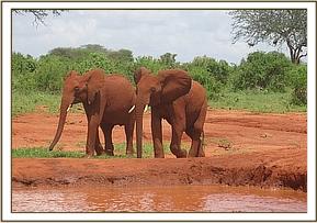 Lesanju and Mzima at the water hole