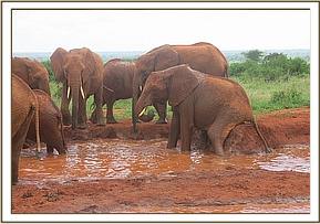 Sinya scratching in the water hole