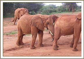Thoma giving Lesanju a bump on the bottom