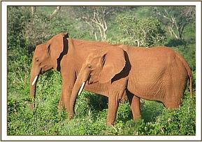 Lesanju and Lempaute browsing