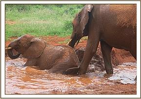 Sinya joining Dabassa in the water