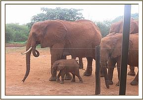 Emily, her new calf and family leave the stockade
