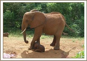 Emily isolated herself to give birth