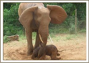 Emily's new calf