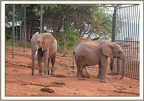 Orwa and Bomani outside the stockades