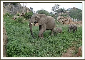 Ex orphan Sunyei, her baby Siku and Gawa