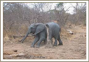 Ithumba scratching after the mudbath