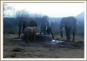 Ithumbah drinking with wild elephants
