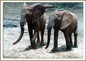 Galana and Sunyei
