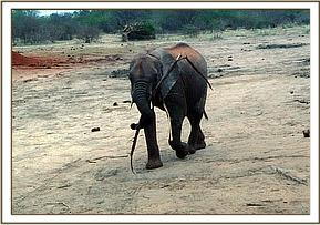 Lualeni munching on a root