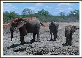 Mulika, Makena and Kilaguni
