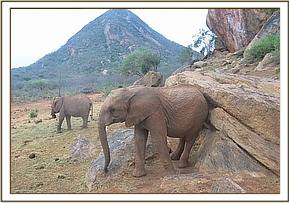 Orwa scratching
