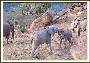 Orwa plays with a wild baby