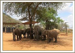Napasha with Suguta's group
