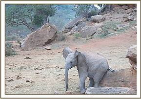 Orwa scratching