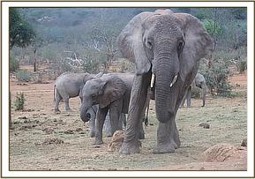 Mwende and Mulika