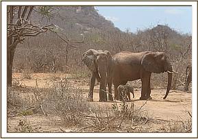Wendi, Wiva and wild female