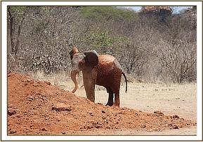 Orwa soil dusting