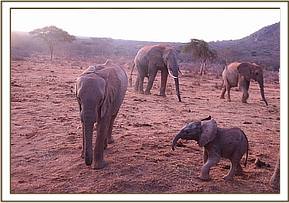 Mwende, Mulika's baby, and Wiva
