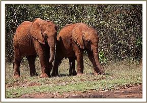 Malkia walking with Ambo