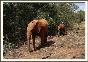 Ambo following Oltaiyoni