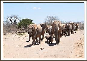Yatta's group coming for mud bath