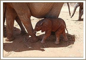 Nasalot's baby Nusu!