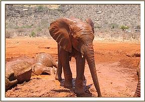 Siria leaving the mudbath