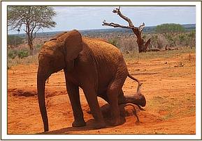 Lesanju playing